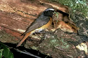 R T Smith: Redstart - male