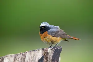 Phoenicurus: Redstart male