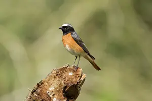 Phoenicurus: Redstart - male - on decayed stump - Romania