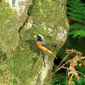 Grub: Redstart - male with insect