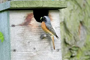 Phoenicurus: Redstart - male at nest box entrance