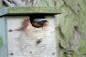 Phoenicurus: Redstart - male at nest box entrance