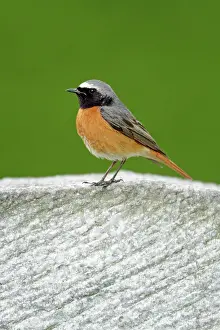 Phoenicurus: Redstart - male perched on gravestone