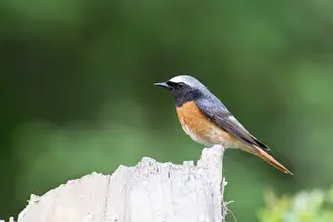 Phoenicurus: Redstart - male - perched on stump - Romania