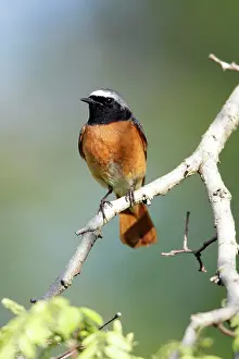 Phoenicurus: Redstart - male sitting on branch