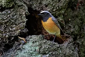 Phoenicurus: Redstart - male standing outside nest site on a