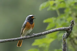 Singing: Redstart (Phoenicurus phoenicurus)