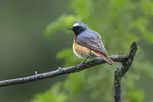 Tyrol: Redstart (Phoenicurus phoenicurus)