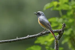 Singing: Redstart (Phoenicurus phoenicurus)