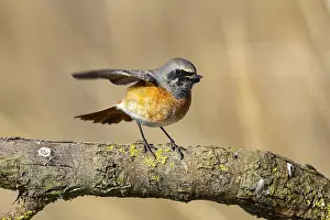 Old World Fly Catcher: Redstart (Phoenicurus phoenicurus) Germany