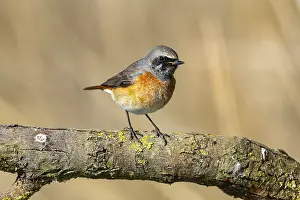 Old World Fly Catcher: Redstart (Phoenicurus phoenicurus) Germany