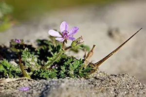 Filaree: Redstem Filaree / Common Stork's-bill - in sand