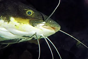 Catfishes: Redtail Catfish