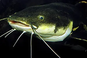 Catfishes: Redtail Catfish