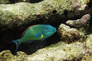 Bonaire: Redtail Parrotfish (Sparisoma chrysopterum)