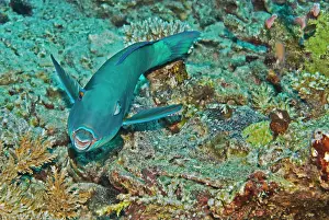 Note: Redtail Parrotfish - One of the most wary of parrotfishes