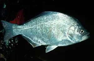 Perches: Redtail Surfperch