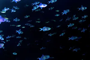 Redtooth: Redtooth / Blue Triggerfish
