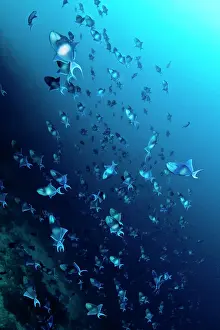 Redtooth: Redtooth / Blue Triggerfish