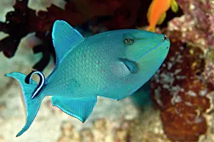 Operation: Redtooth / Red-toothed Triggerfish - being cleaned