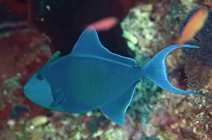 Wetar: Redtooth Triggerfish
