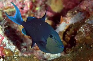 Snorkeller: Redtooth Triggerfish