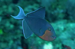 Niger: Redtooth Triggerfish