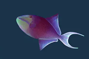 Niger: Redtooth Triggerfish - Coral Garden dive site, Tulamben
