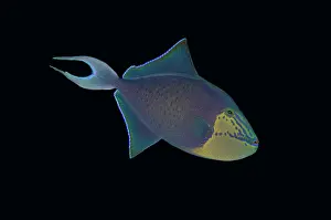 Niger: Redtooth Triggerfish - Post 2 dive site, Menjangan Island, B