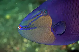 Showing: Redtooth Triggerfish - showing red teeth - Coral