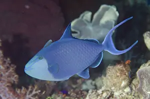 Triggerfishes: Redtooth Triggerfish - Yilliet Kecil dive site