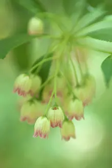 Condolence: Redveinenkianthus
