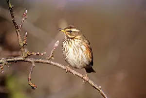 Redwing: REDWING