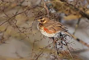 2000: Redwing