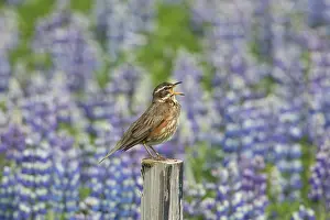 Thrushes: Redwing - adult bird calling - Iceland