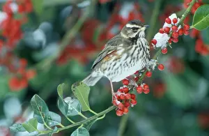 Redwing: Redwing - Adult feeding on the berries of the holly