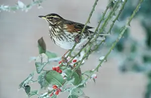 Redwing: Redwing - Adult feeding on the berries of the holly