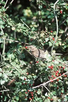 Chris Knights: REDWING - with berry in beak