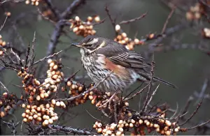 Redwing: REDWING - in berry tree