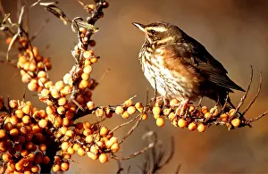 Redwing: REDWING - on branch of berries