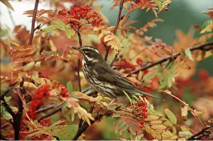 R T Smith: REDWING - on branch of berries