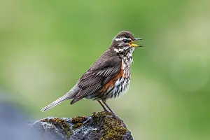 Call: Redwing - Calling - UK