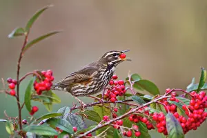 Cotoneaster: Redwing - eating cotoneaster berries