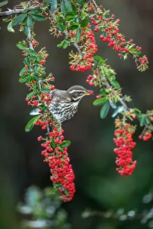 Pyracantha: Redwing - Eating Pyracantha Berry - UK