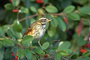 Redwing: Redwing - Feeding on Autumn Berries