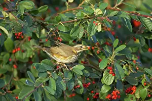 Redwing: Redwing - Feeding on Autumn Berries