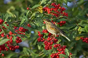 Redwing: Redwing - Feeding on Autumn Berries