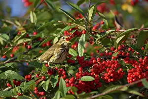 Redwing: Redwing - Feeding on Autumn Berries
