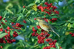 Redwing: Redwing - Feeding on Autumn Berries