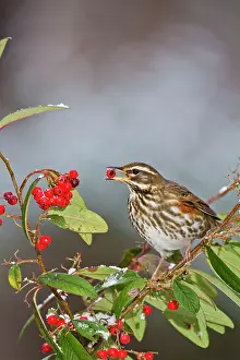 Cotoneaster: Redwing - feeding on cotoneaster